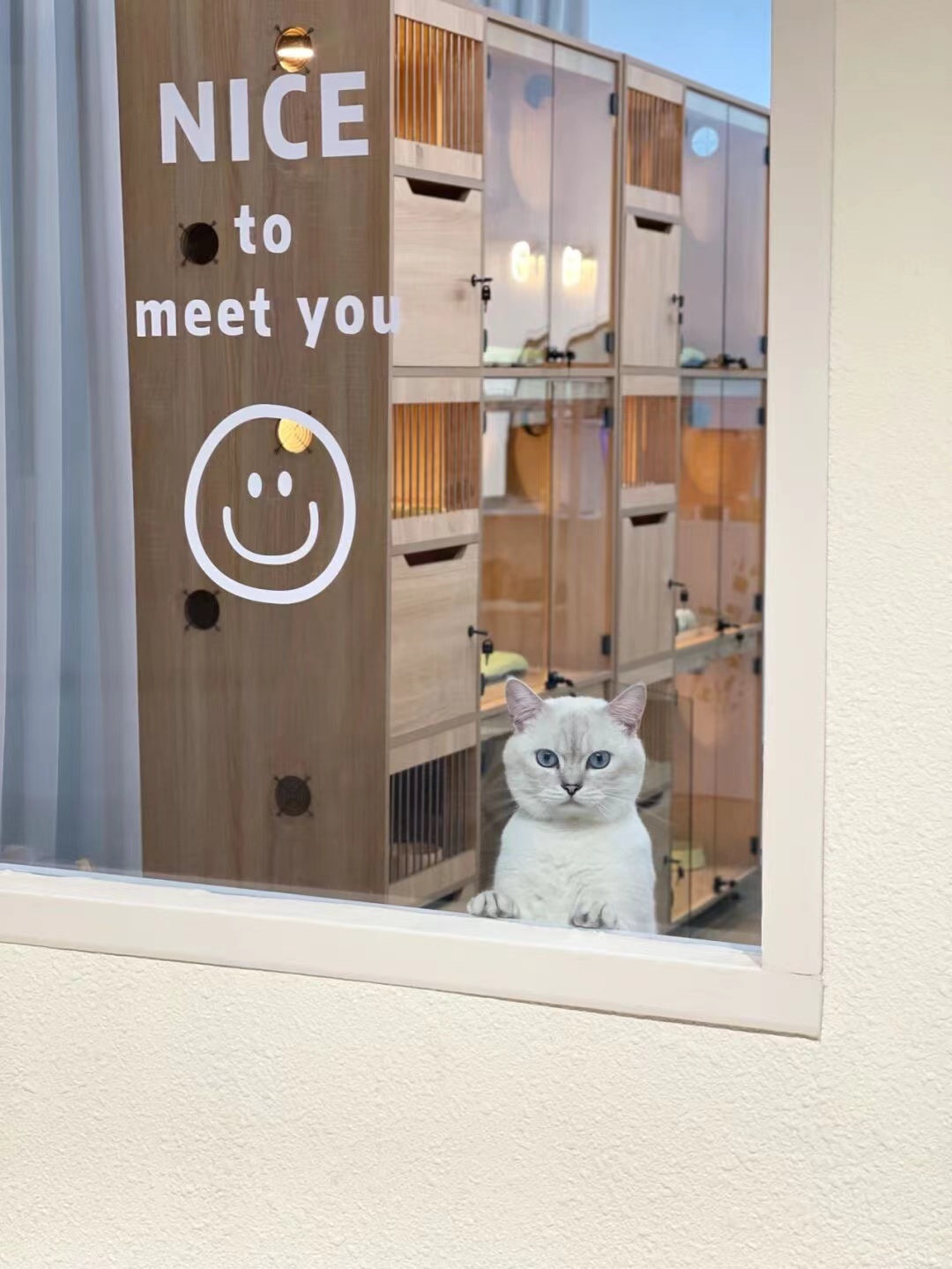 貓咖創(chuàng)業(yè)者必看的裝修干貨